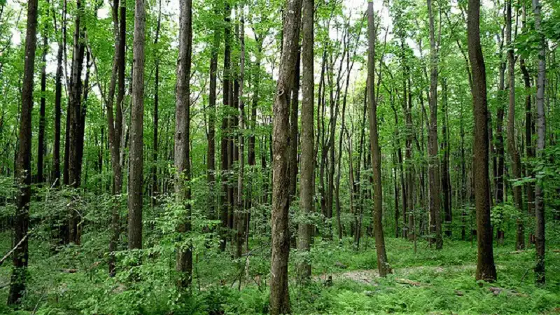 Đất rừng sản xuất là gì?